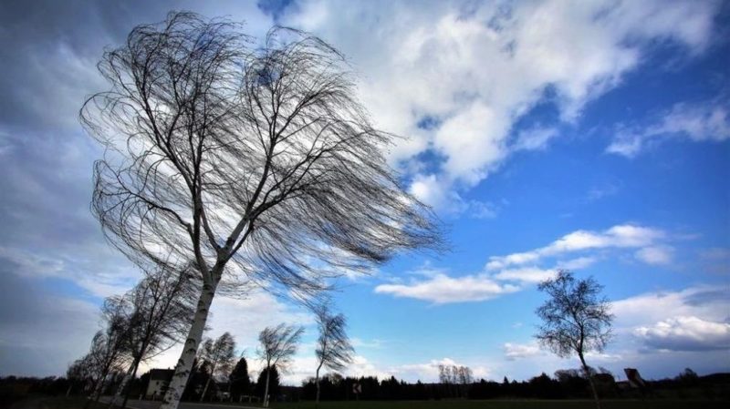 В Костромской области прогнозируется усиление ветра до 20 м/с