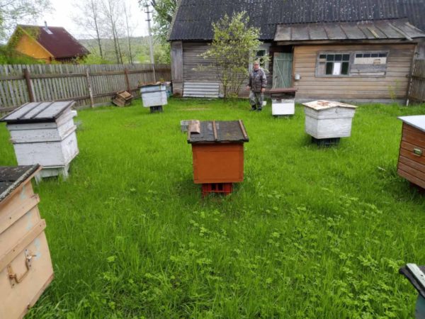 Наш курс — на развитие: Поддержка пчеловодства