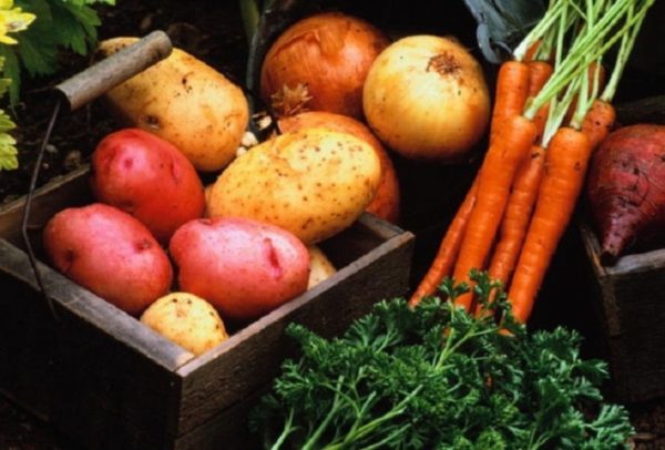  Аграрии получат аванс за овощи для учреждений социальной сферы