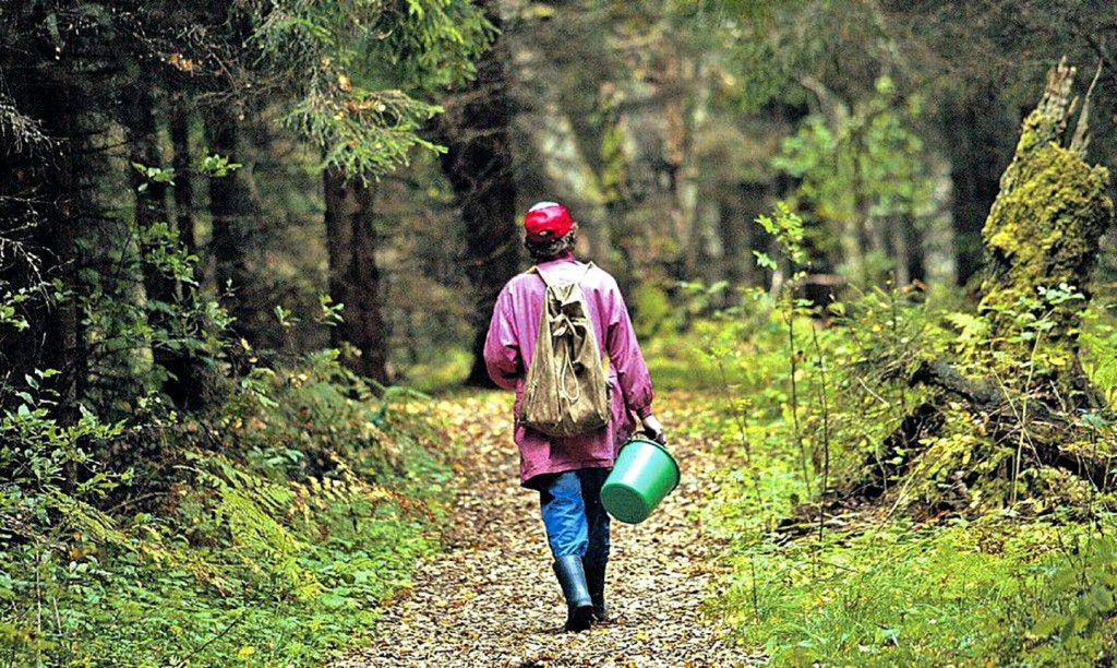 Безопасность: Как организовать свой поход в лес