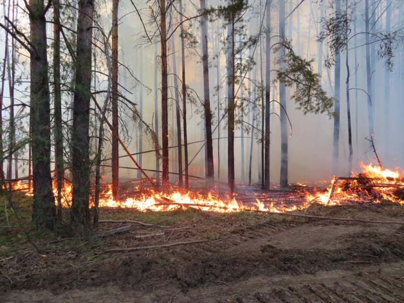 Вячеслав Малышев: «Лесные пожары в Мантуровском районе ликвидированы»