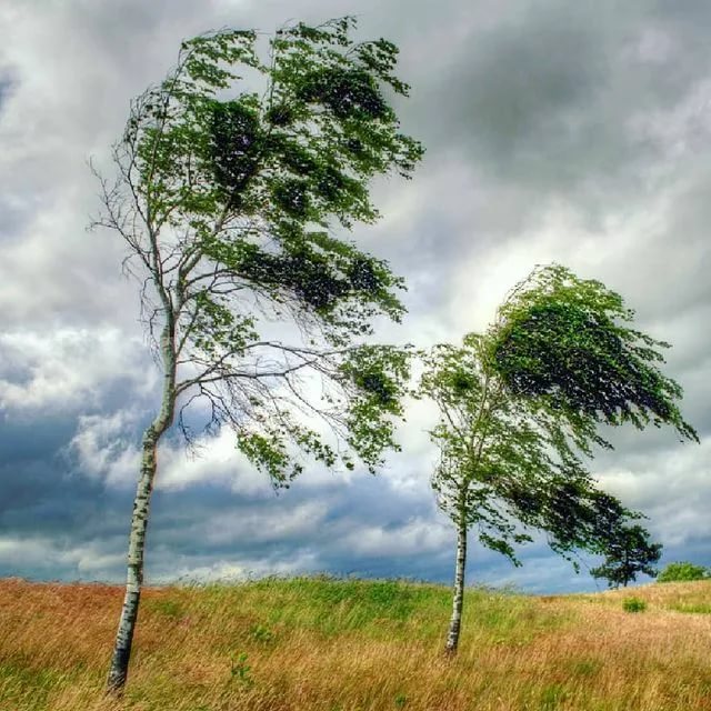 В Костромской области прогнозируется усиление ветра, дождь с грозой