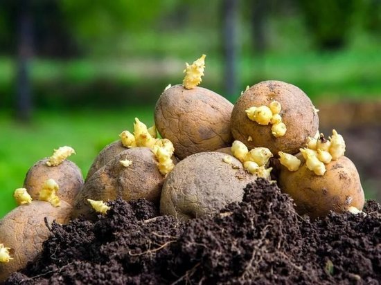 Жители Костромской области готовы сами выращивать картофель и овощи