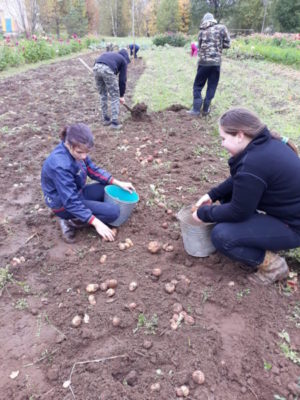 Соцучреждения региона приобретают со скидкой 95% семенной картофель для посадки на своих участках